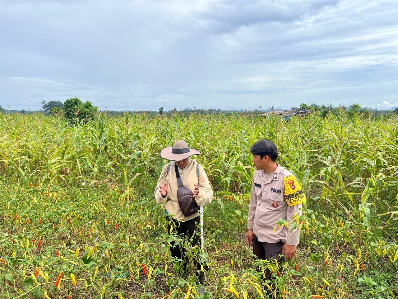 Dari Bibit hingga Panen, Polsek Sebatik Timur Kawal Ketahanan Pangan Desa Lapri
