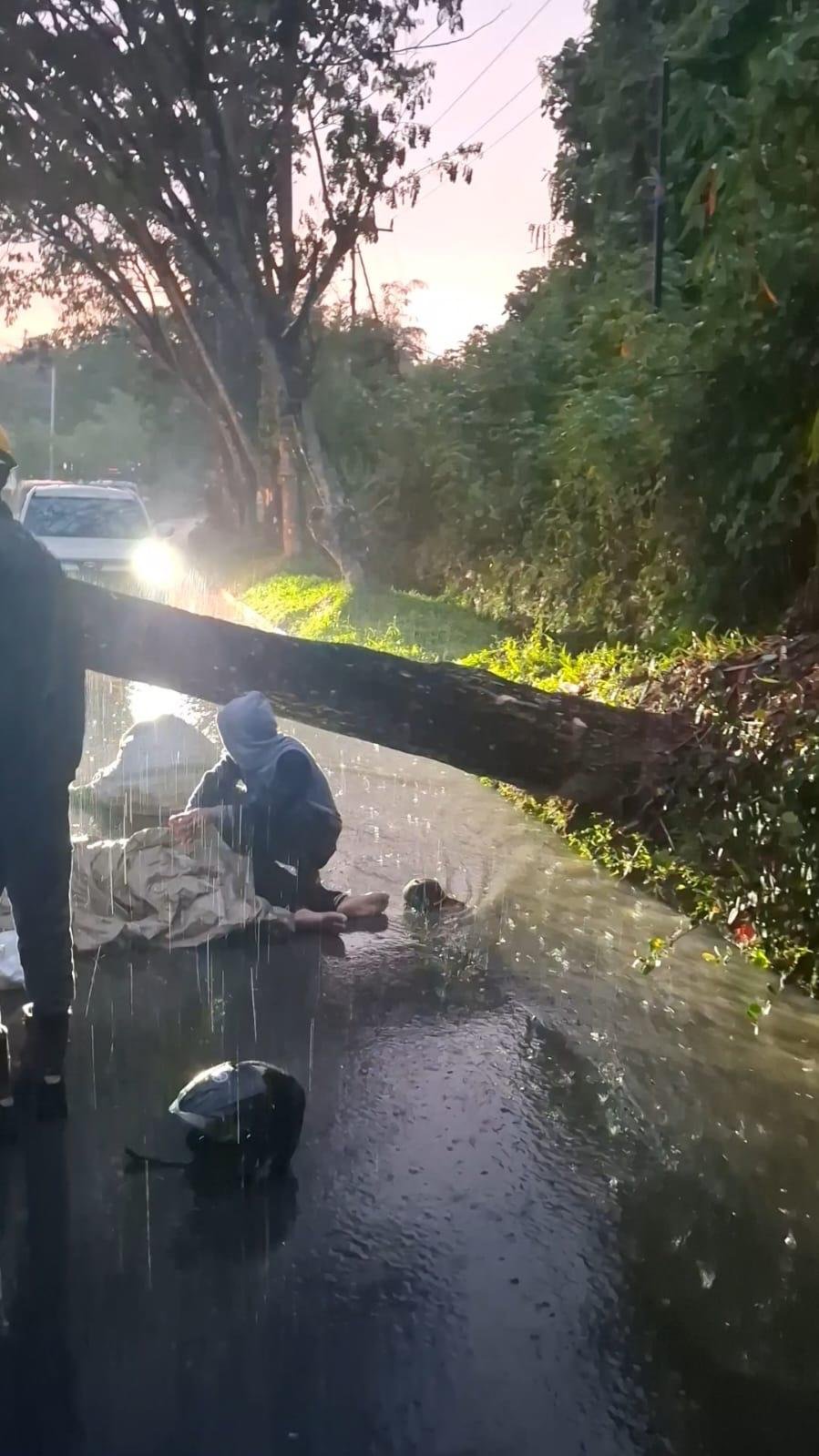 Pohon Tumbang Makan Korban, Pengendara Motor Tewas di Tempat