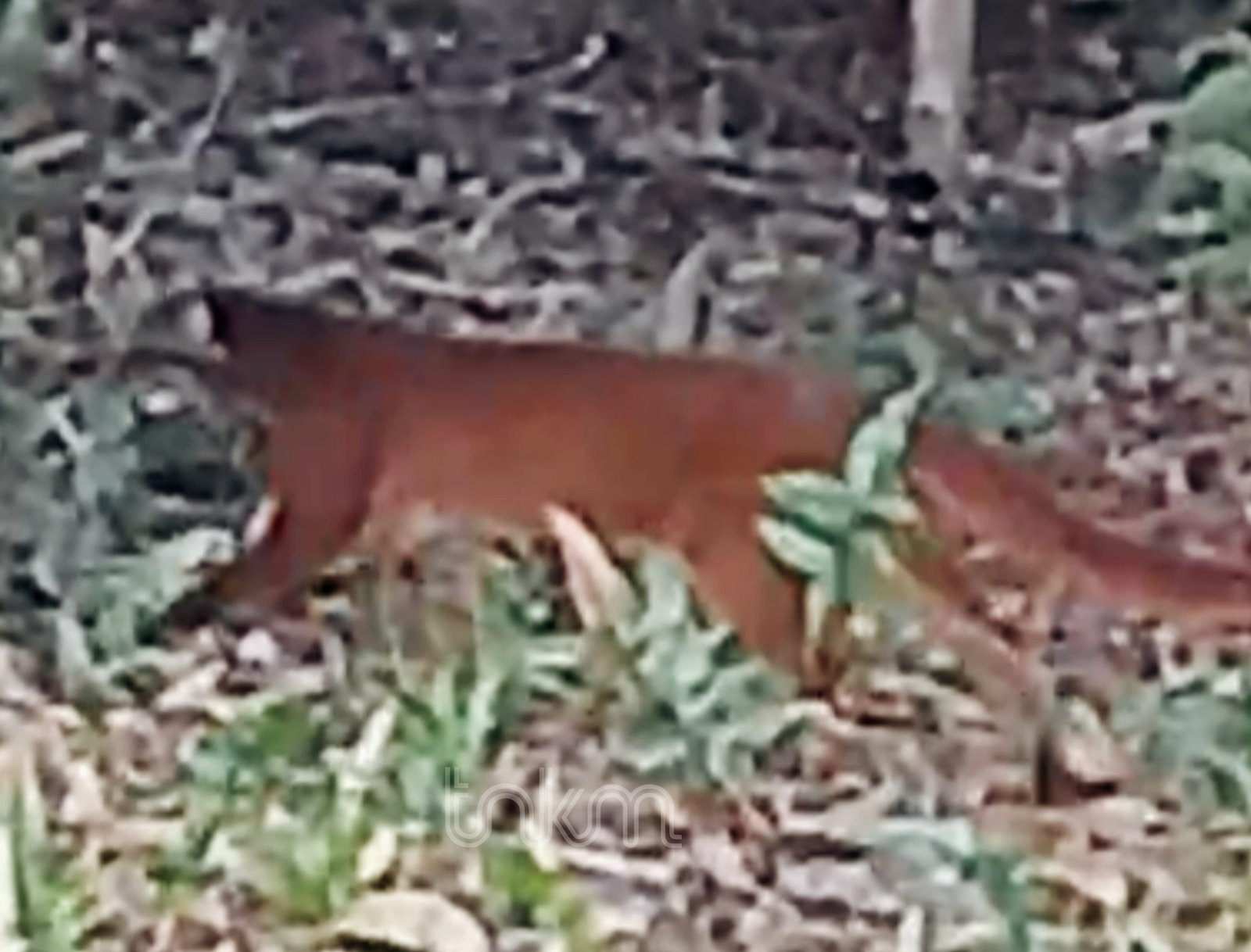 Kucing Merah Nongol di Kebun Warga Krayan, 2 Km dari Kawasan TNKM